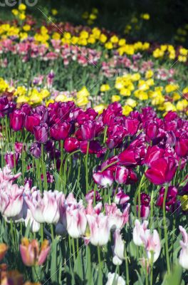 Spring background with tulips over natural background