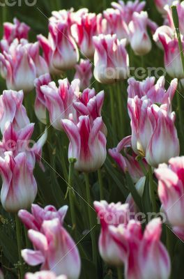 Spring background with tulips over natural background
