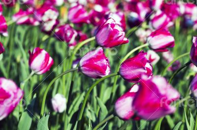 Spring background with tulips over natural background