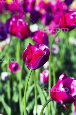 Spring background with tulips over natural background