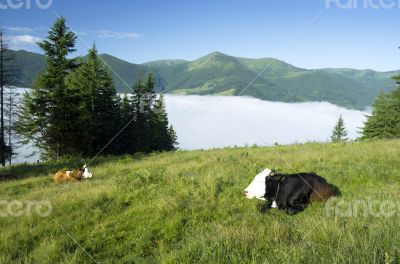 Beautiful landscape with green hills and a herd of cows 
