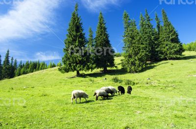 lock of sheep in the Carpathian mountains. Ukraine, Europe 