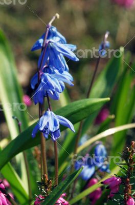 abstract violet flowers on field 