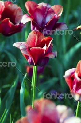 Spring background with tulips over natural background