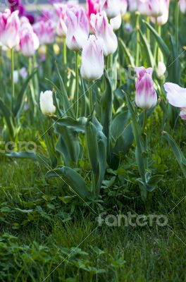 Spring background with tulips over natural background