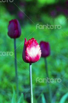  tulips over natural background