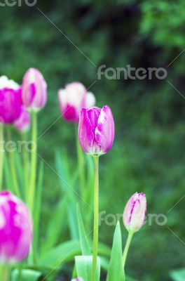 Spring background with tulips over natural background