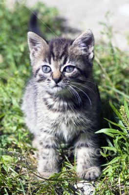 top view of baby cat kitten lying 