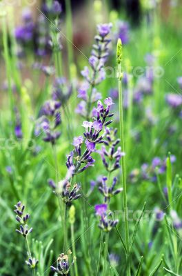 macro of lavender plant. herbal landscape of aromatic plant
