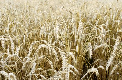 Golden wheat field  background 