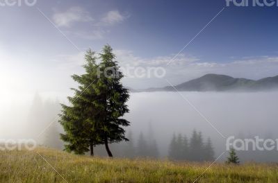 evening mountain plateau landscape (Carpathian, Ukraine)