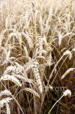Golden wheat field