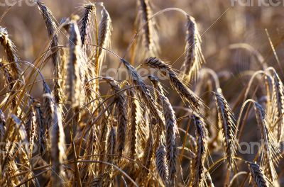 Golden wheat field 