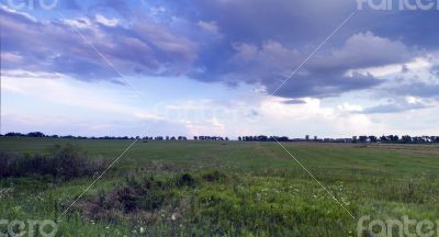field of grass and perfect sky
