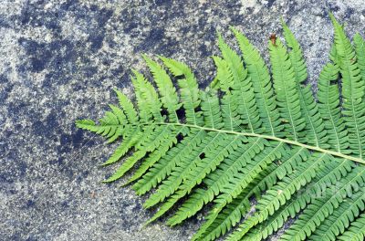 Fern leaf growing among the rocks.