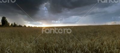 Colorful sunset over wheat field.