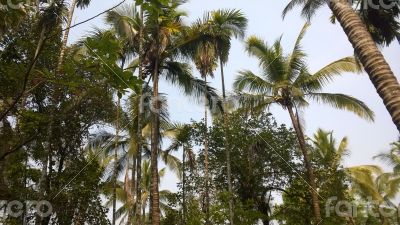 Coconut Trees and Sky Background