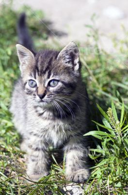top view of baby cat kitten lying 