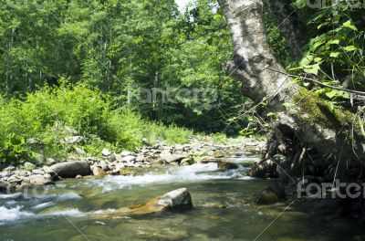 Flowing water of Carpathian mountain stream 