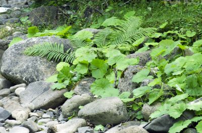 Fern leaf growing among the rocks.