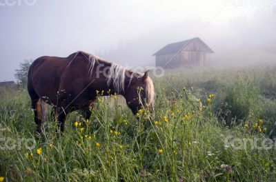 walking horse in misty gold sunbeams