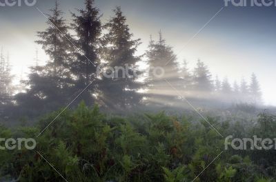 evening mountain plateau landscape (Carpathian, Ukraine) 