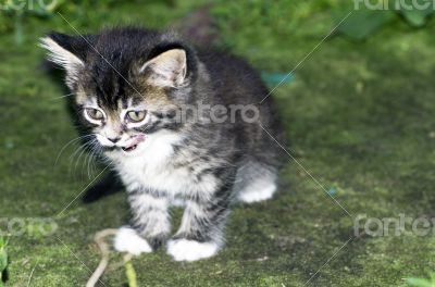 top view of baby cat kitten lying 