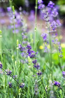 macro of lavender plant. herbal landscape of aromatic plant