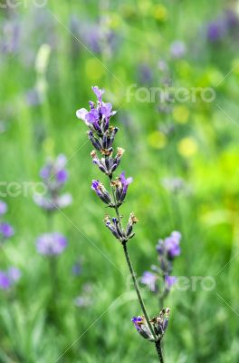 macro of lavender plant. herbal landscape of aromatic plant
