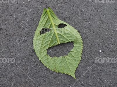 smiling leaf
