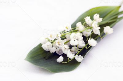 Close up of Lily of the valley 