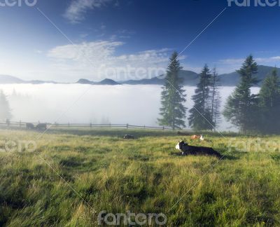 evening mountain plateau landscape (Carpathian, Ukraine)