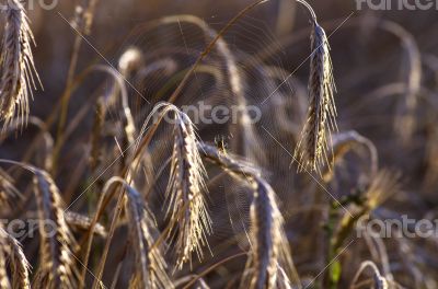 Colorful sunset over wheat field. 