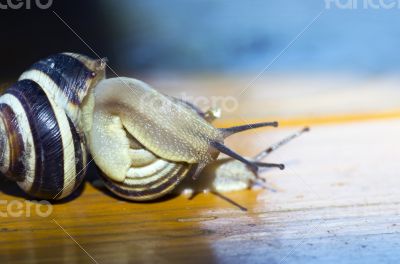 Closeup af a Yellow and Black banded Snail carrying a tiny snail