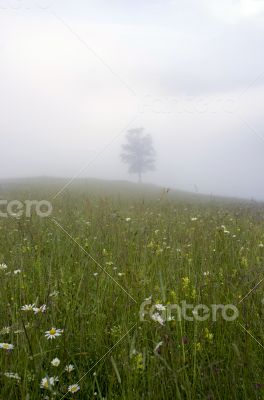 evening mountain plateau landscape (Carpathian, Ukraine) 