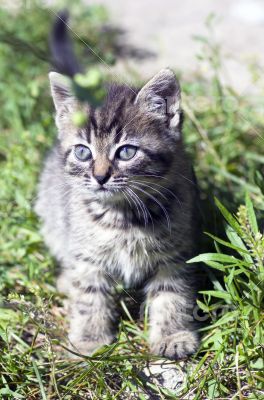 top view of baby cat kitten lying