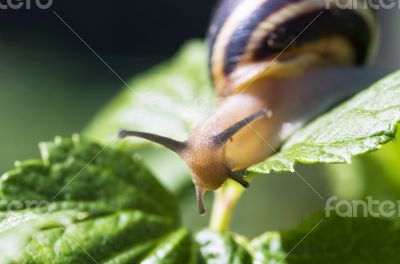 Small brown snail on a green leaf 