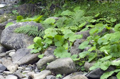 Fern leaf growing among the rocks. 
