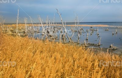  Yellow cane on the bank of lake