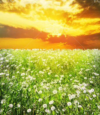 dawn over field with dandelions