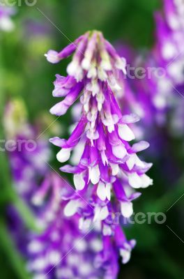 abstract violet flowers on field