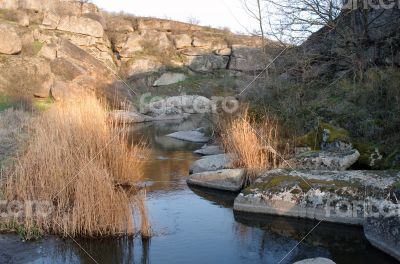 Yellow Dried Grass by the River. 