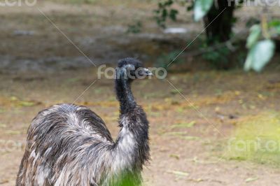 Indian Emu