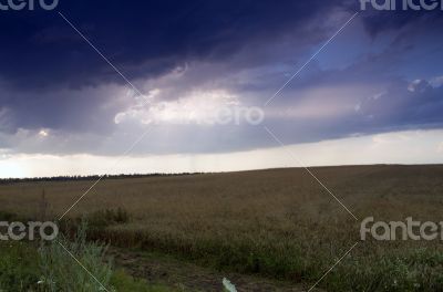 wheat field at the sunset 