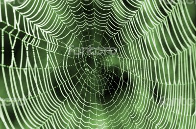 The spider web (cobweb) closeup background.