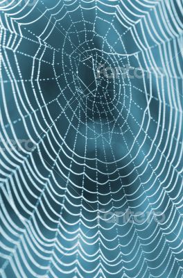 The spider web (cobweb) closeup background.