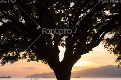 Vancouver Silhouette Sunset