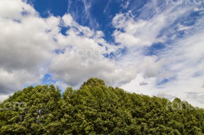 Sky And Flora