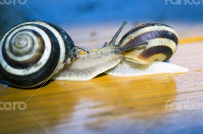 Snail 