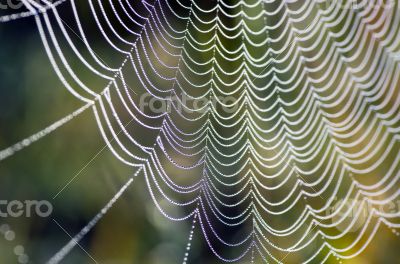 The spider web (cobweb) closeup background.